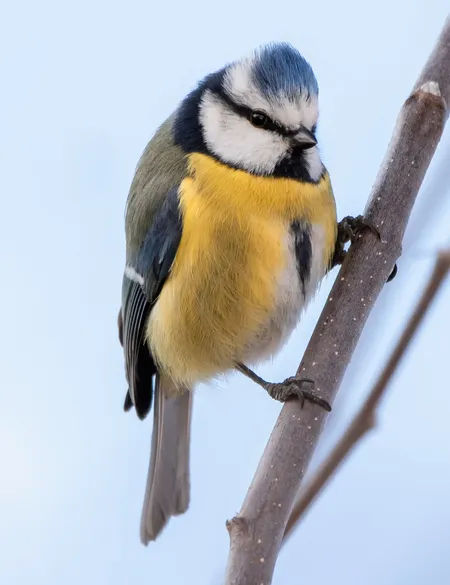 Eurasian Blue Tit ( Cyanistes caeruleus )